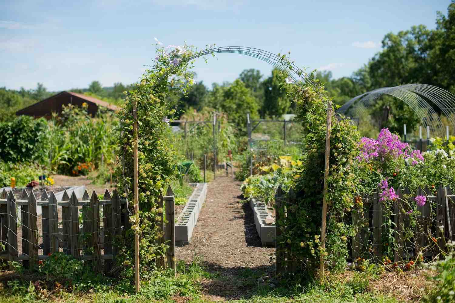 A vine-covered arch over a mulched path between fenced vegetable beds in a summer garden
