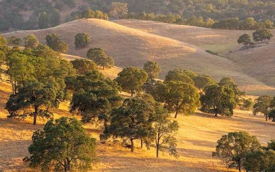 Oak trees scattered across golden rolling hills in warm evening light, Central California