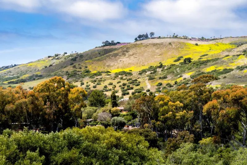 Homes and orchards tucked among oaks and eucalyptus below wildflower-covered hills, Central California