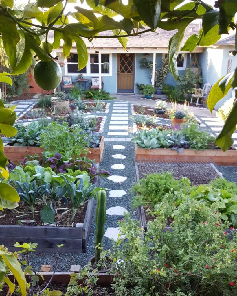 A front-yard vegetable garden with raised beds, gravel paths, and a home in the background