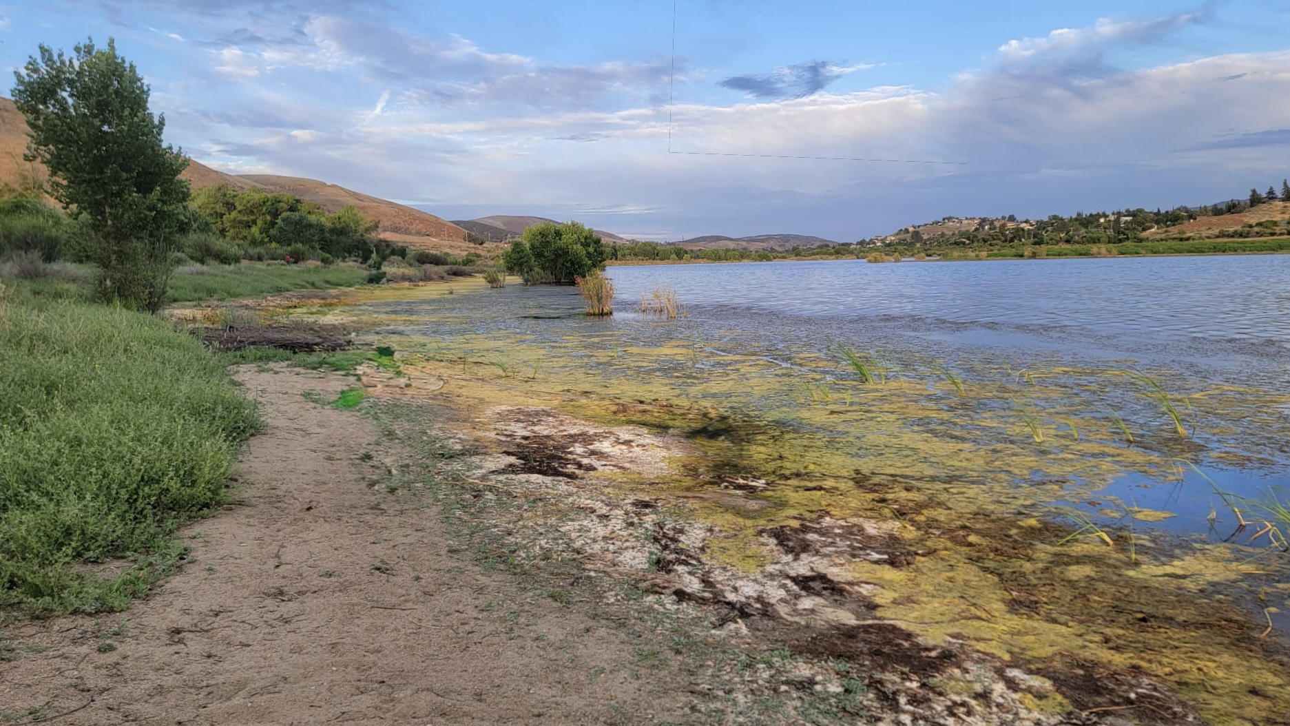 Shoreline of a Central California lake, with green vegetation, sandy path, and rolling hills under a bright sky