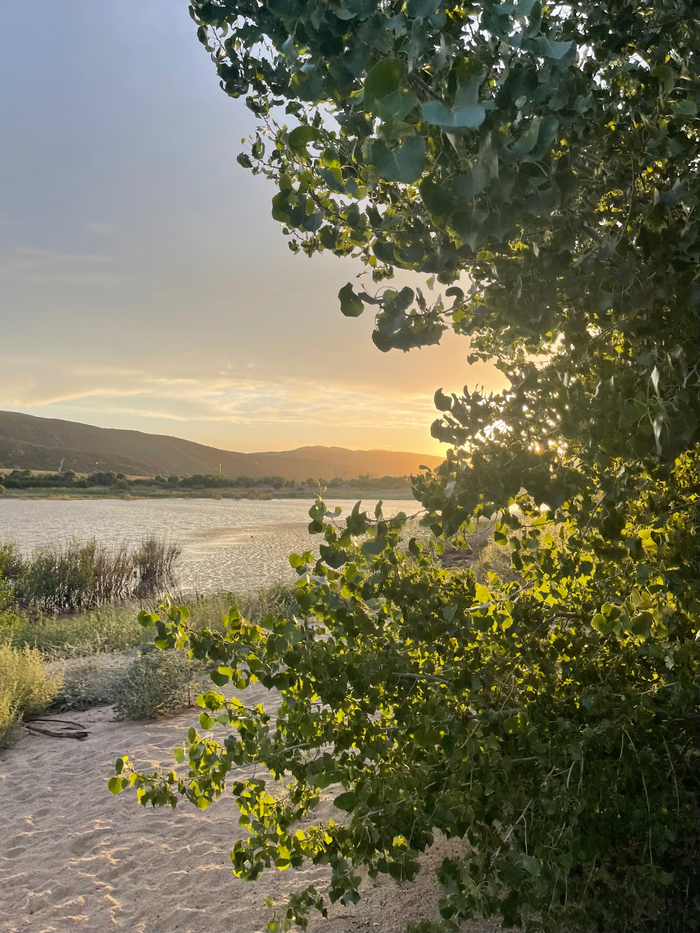 Sunset light over a river valley, framed by cottonwoods and hills, Central California